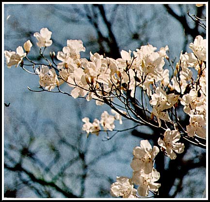 R. pentaphyllum var. nikoense