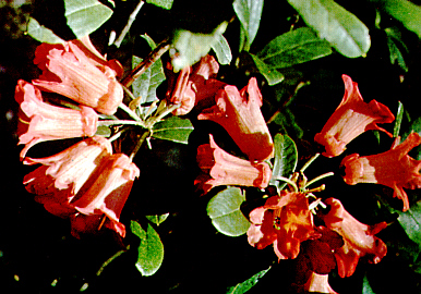 R. dicroanthum