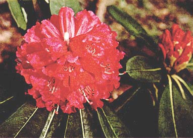 R. grande x 'Cornubia'