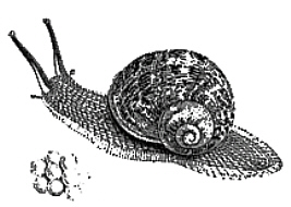 Helix aspera