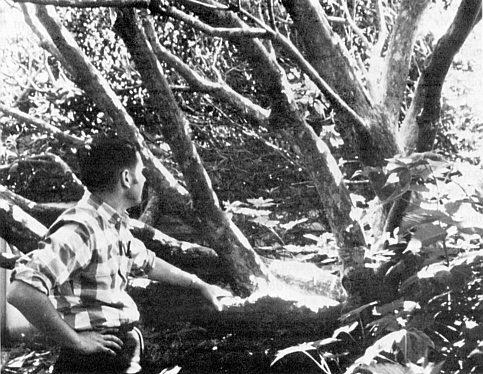 R. arboreum in the churchyard at Tofino.