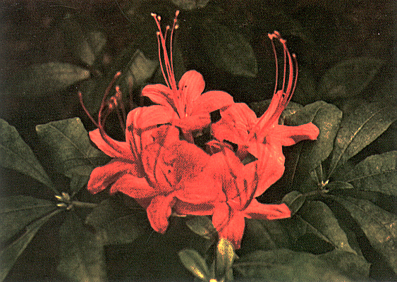 R. prunifolium