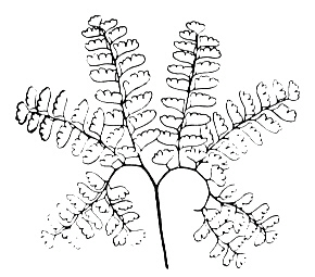 Maidenhair fern