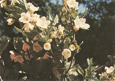 R. albiflorum