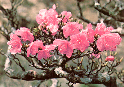 R. mucronulatum Cheju dwarf form