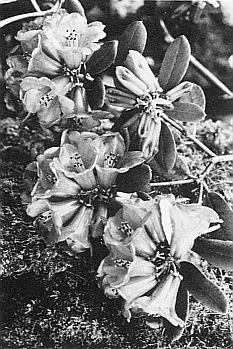 R. neriiflorum