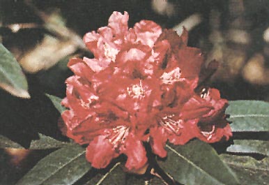 R. 'Blackie'