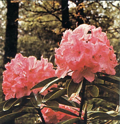 R. 'Plain Pink'