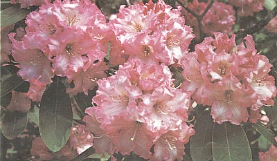 R. 'Dexter's Pink'