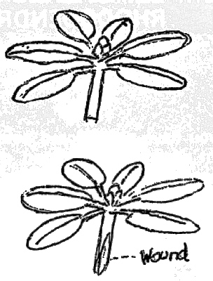 propagation cutting