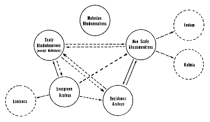 Crossability of five classes of rhododendron and other genera