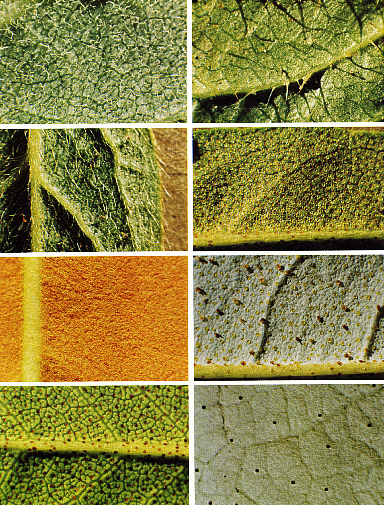 underside of varous rhododendron leaves