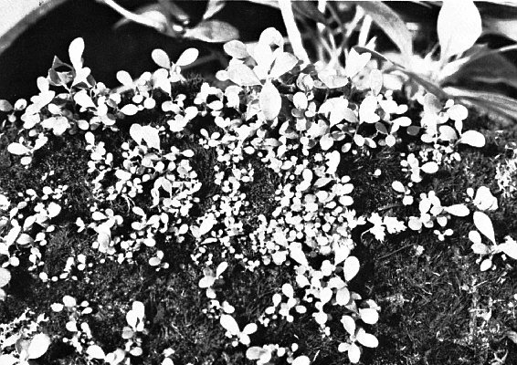 Malesian seedlings which germinated on fern log.