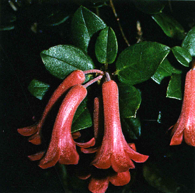 R. atropurpureum