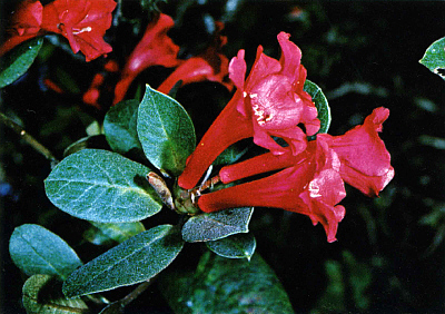 R. rubellum