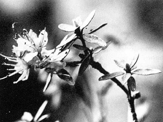 R. lapponicum in flower at the Dells of the Wisconsin River, Columbia County, Wisconsin