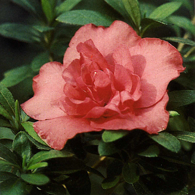 R. 'Leisl Fiery'