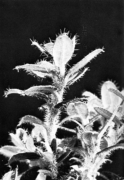 R. prostratum bristles