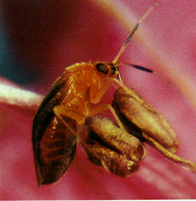 Rhinocapsus vanduzeei adult feeding on stamen