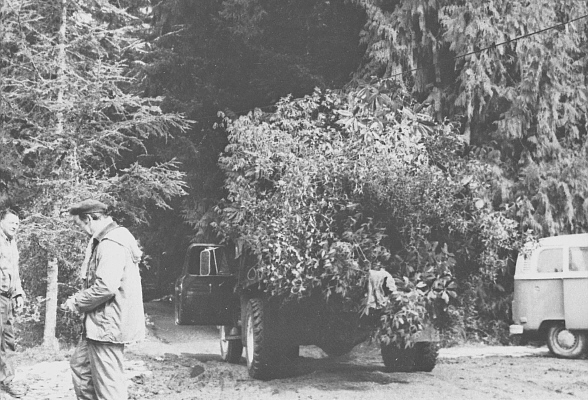 Rhododendrons ready for the trip to Victoria