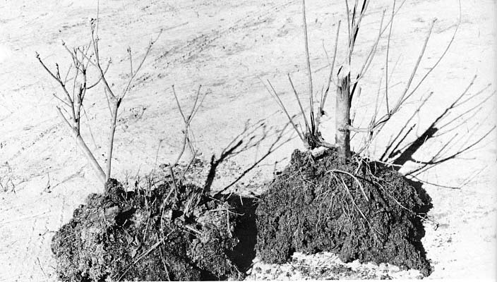 Rhododendron canescens showing fibrous root system