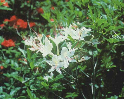 Gregory Bald native azalea