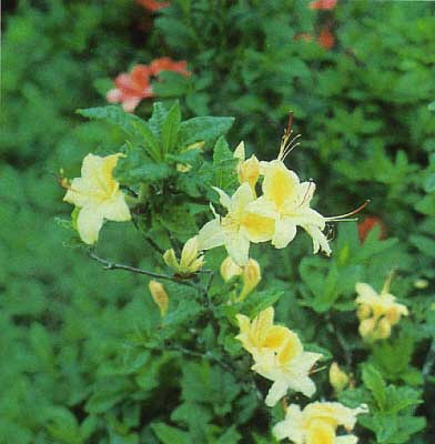 Gregory Bald native azalea