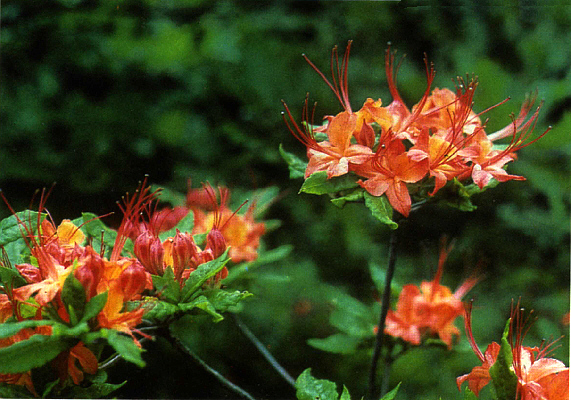 Gregory Bald native azalea