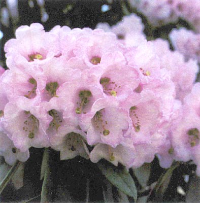 R. 'Abegail'