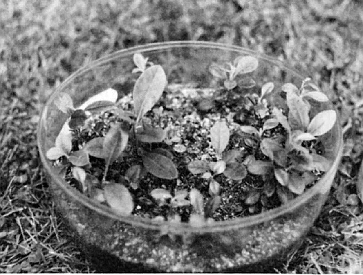 Terrarium used  for growing seedlings.