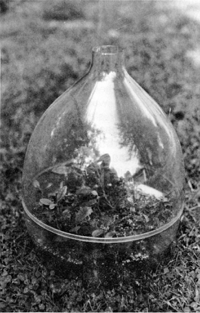 Growing seedlings in a terrarium