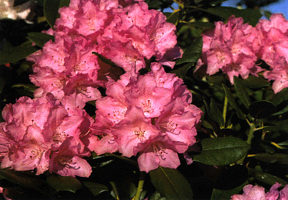 R. 'Minus Maid'