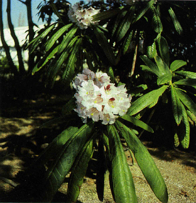 R. openshawianum