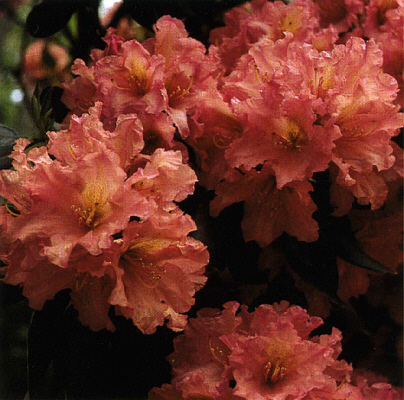 R. 'Dexter's Victoria'