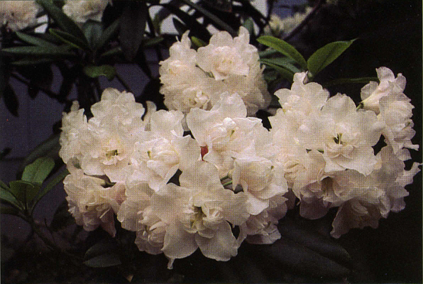 R. 'Queen Anne's'