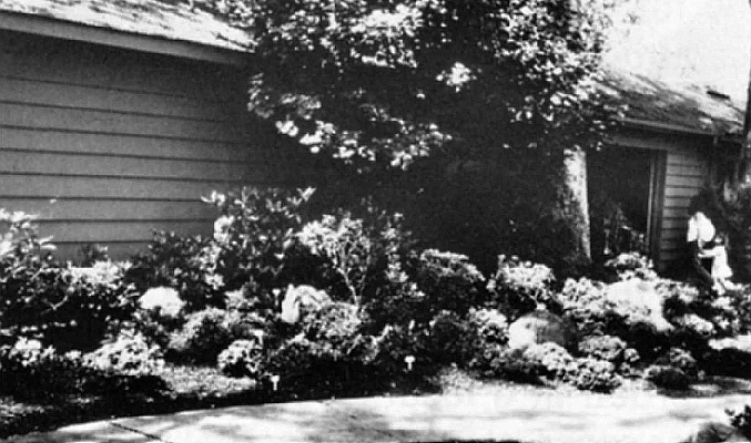 Display of more than thirty vireya rhododendrons