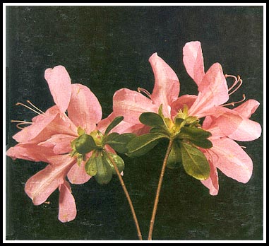 R. 'Pink Radiance'