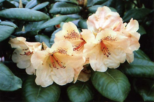 'Diane' x R. vivscidifolium