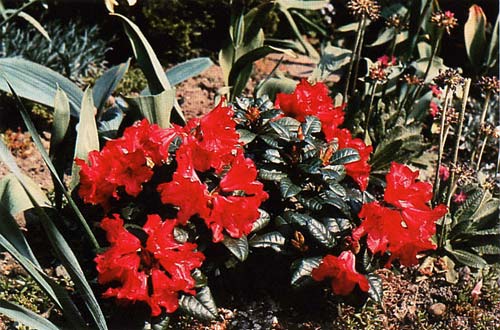 R. 'Scarlet Wonder'