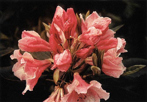 R. 'Pink Mango'