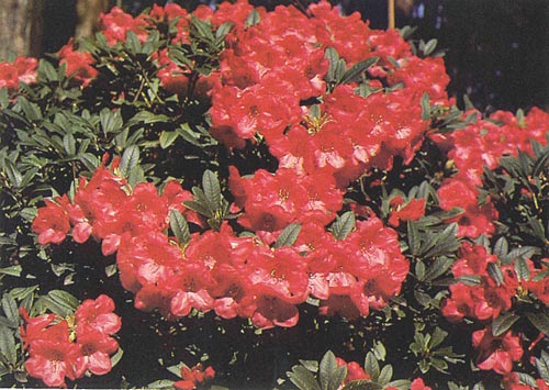 R. 'Elizabeth'