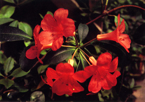 R. lochiae x 'Island Sunset'