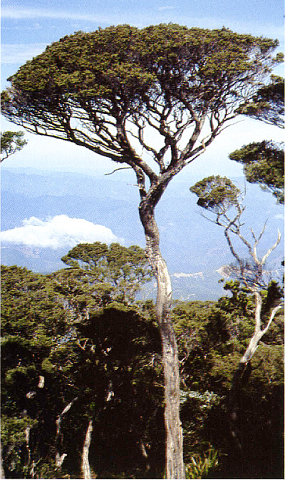 Leptospermum recurvum