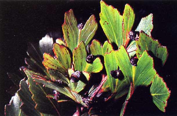 Phyllocladus hypophyllus