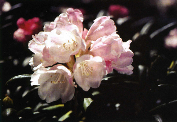 Seedling of R. yakushimanum F.C.C. 'Koichiro Wada'