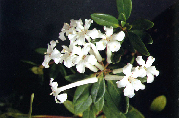 R. jasminiflorum