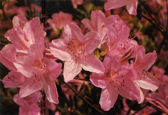 R. 'Charlotte'