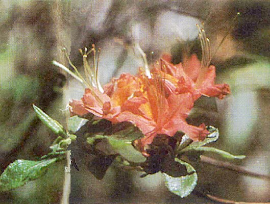 R. speciosum