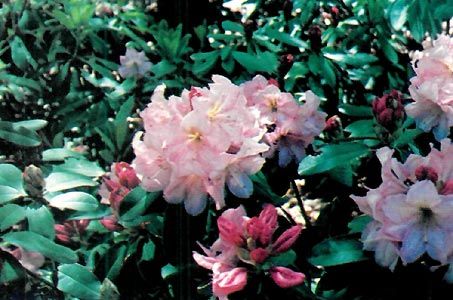 R. Gable's Pink Perfection