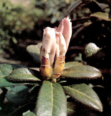 R. ciliatum opening bud